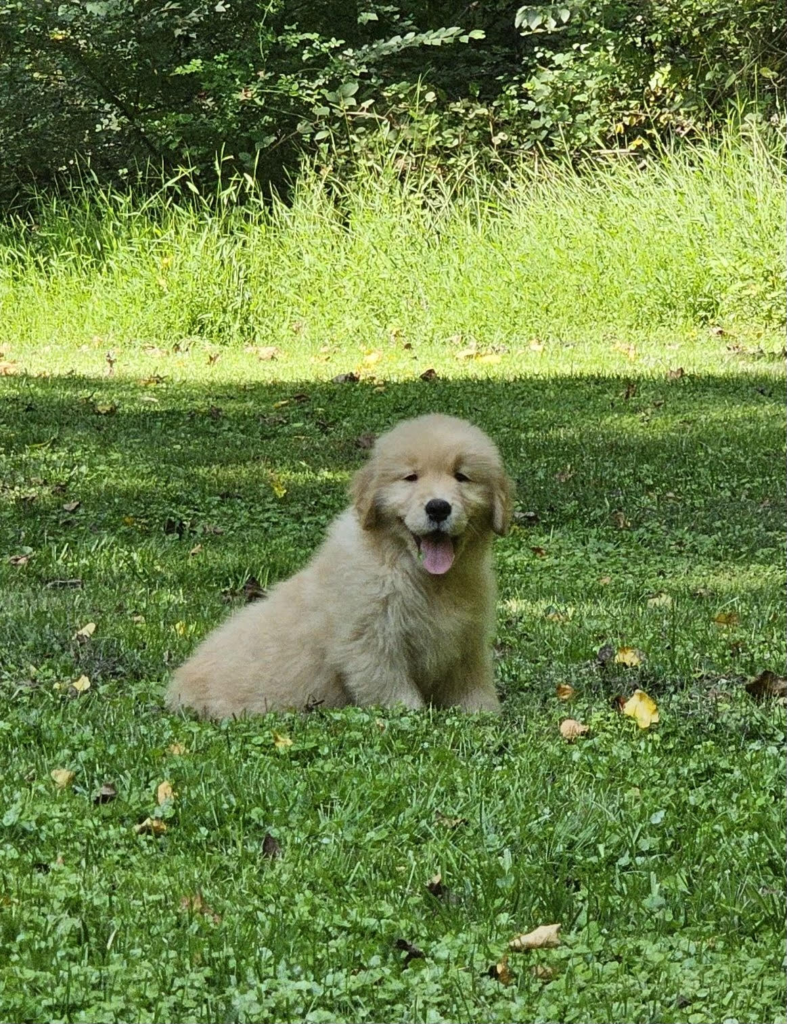 therapy dog for autism